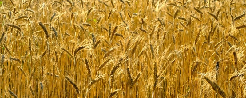 浙江可以种小麦吗