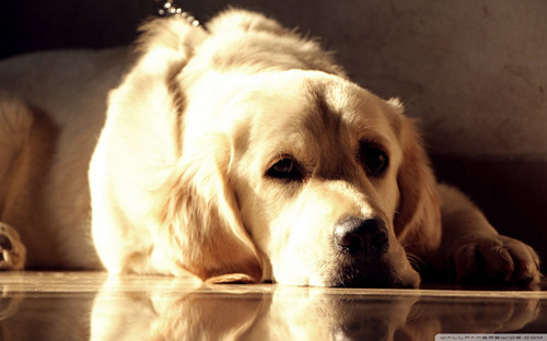 犬饮食之谜：揭秘一天狗粮进食量，让你的宠物更健康！