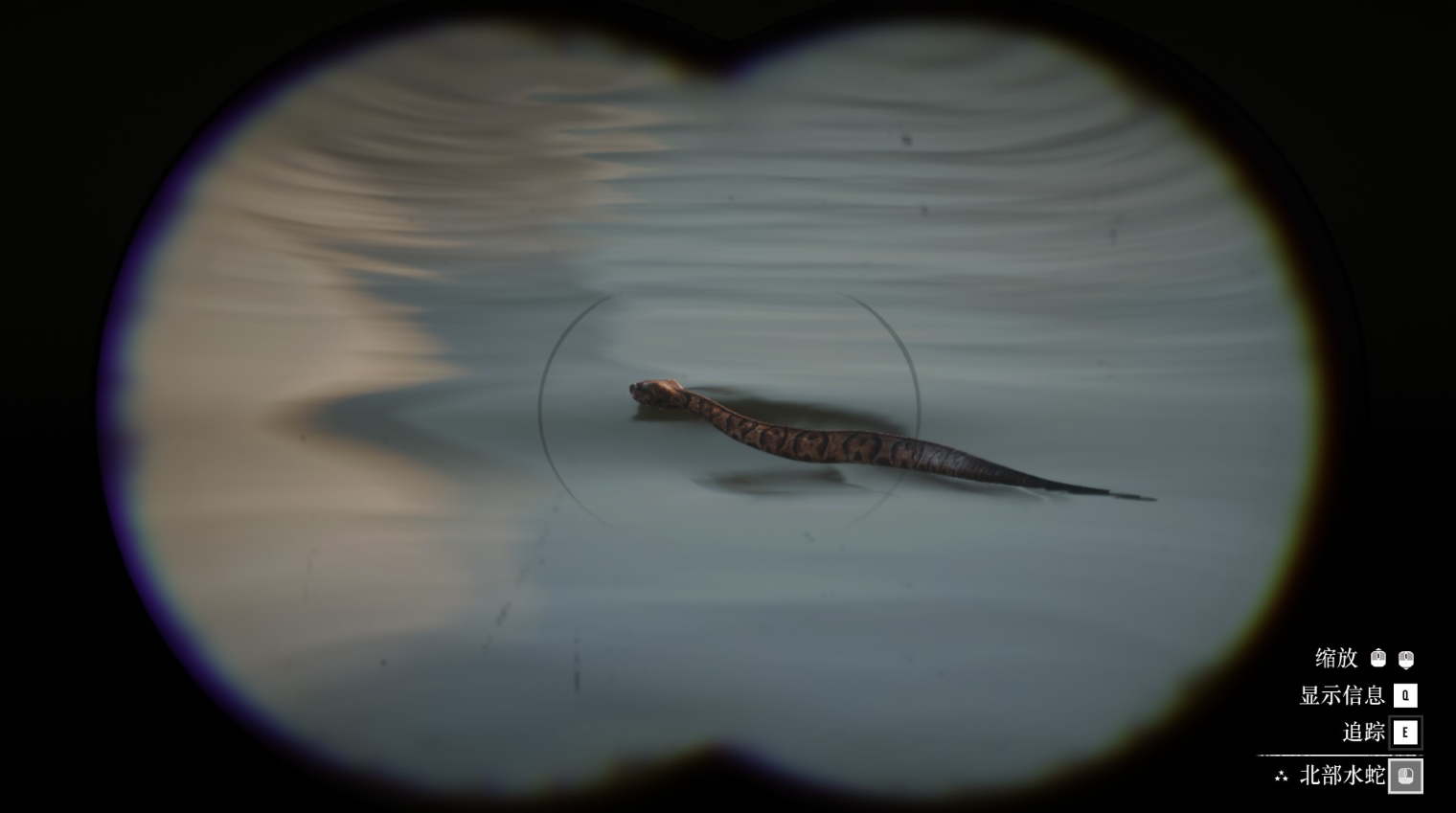 《荒野大镖客2》动物北部水蛇在哪里找